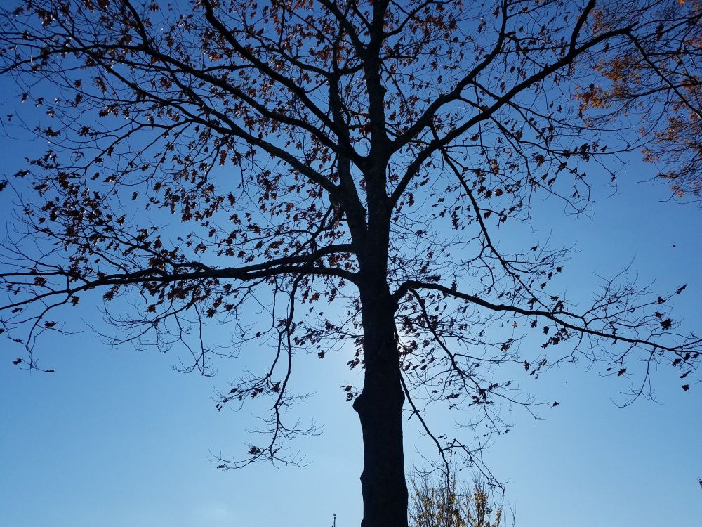 A tall thin tree towers overhead, its trunk blocking out the early morning sun; a silhouette of mostly leafless thin branches against a blue sky.