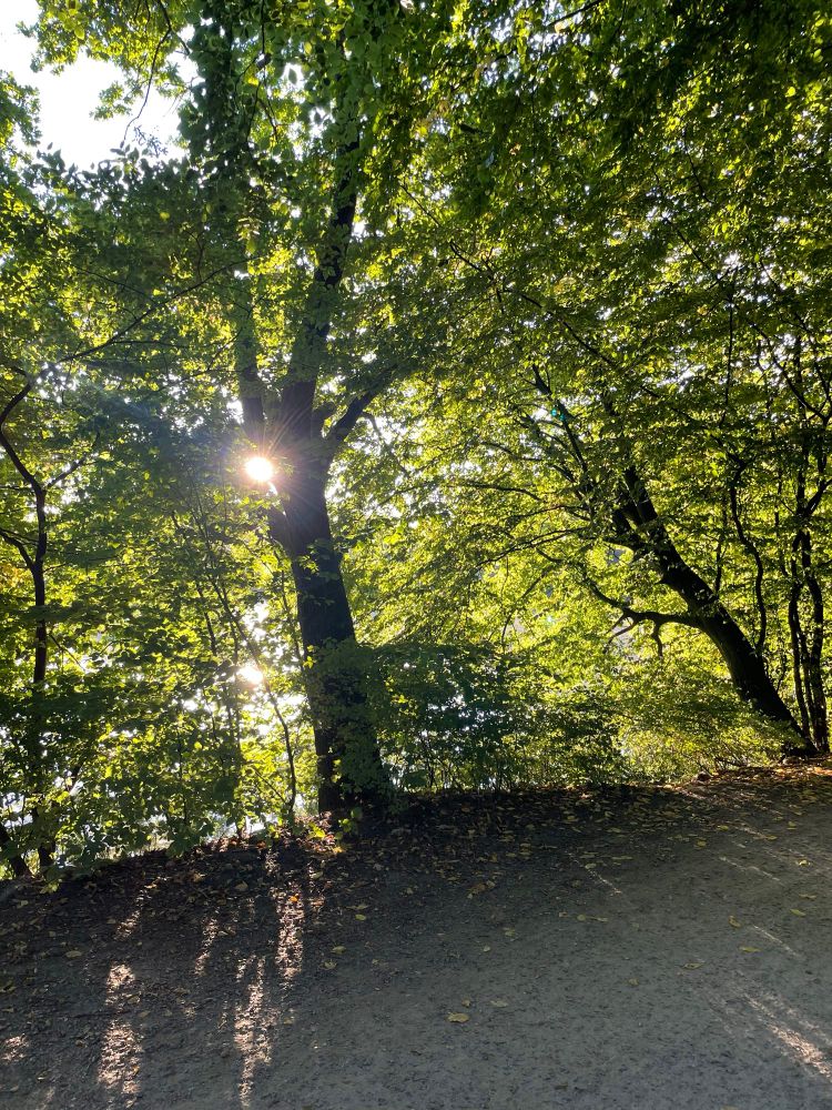 Eng zusammenstehende Bäume, die Sonne scheint durch die grünen Blätter 