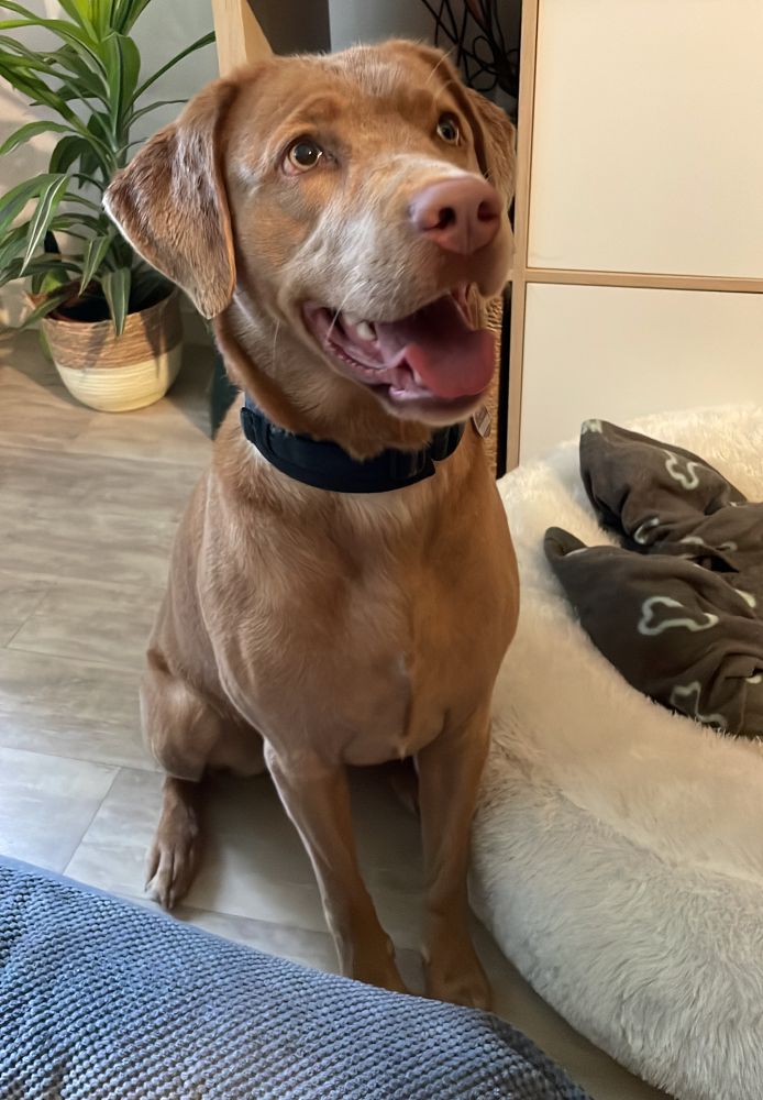 Hellbrauner Labrador sitzt zwischen zwei Körbchen guckt mit offenem Maul an der Kamera vorbei. 