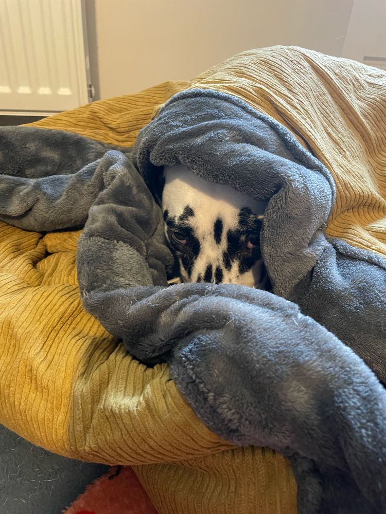 Ein Dalmatiner liegt in einem grau-gelben Schlafsack. Lediglich das Gesicht guckt raus. Sie guckt müde in die Kamera 