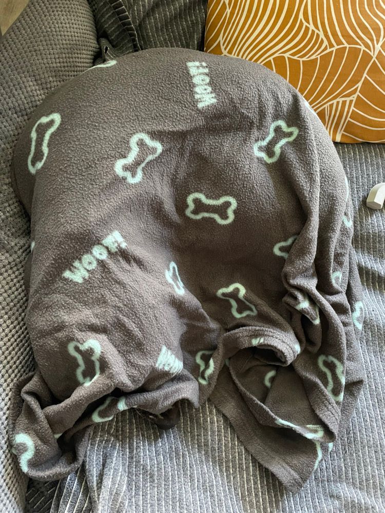 Foto von oben. Unter eine grauen Decke liegt zusammengekringelt ein Hund. Eine schwarze Nase guckt raus. 