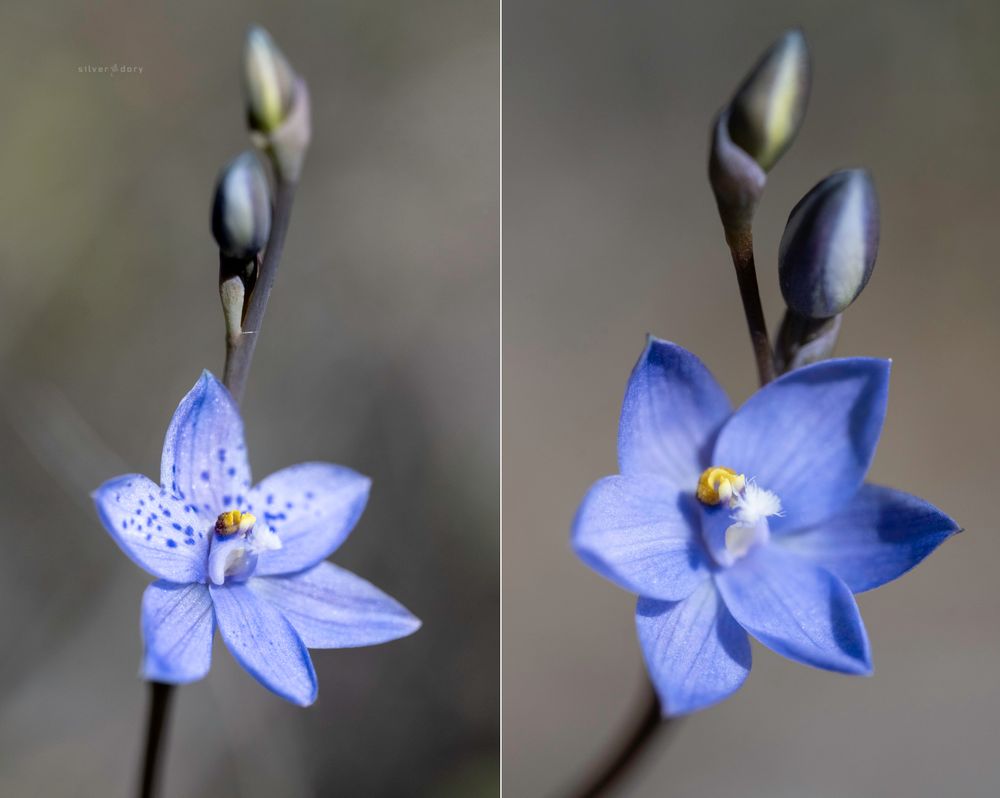 Mongarlowe sun orchids - plants out on roadside verges here were either fairly typical spotted sun orchids (Thelymitra ixioides - blue with spots) with the occasional really nice unspotted form.