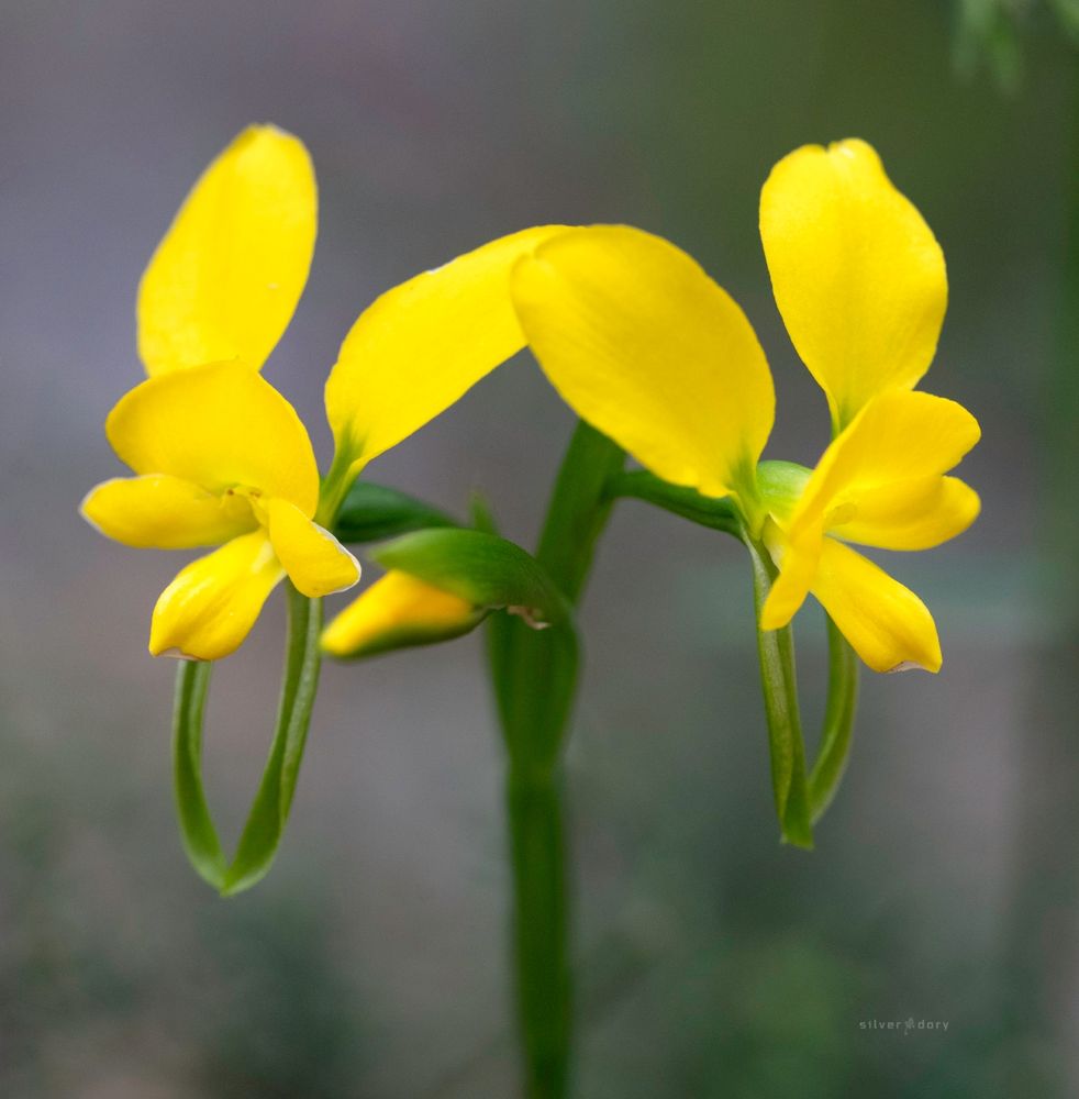 Diuris orientis (eastern donkey orchid / wallflower orchid) yellow flowering variation near Mallacoota,VIC.