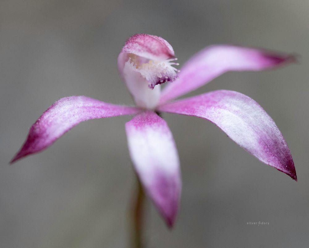 Pink cap orchid - Caladenia clarkiae - near Genoa, East Gippsland, VIC.