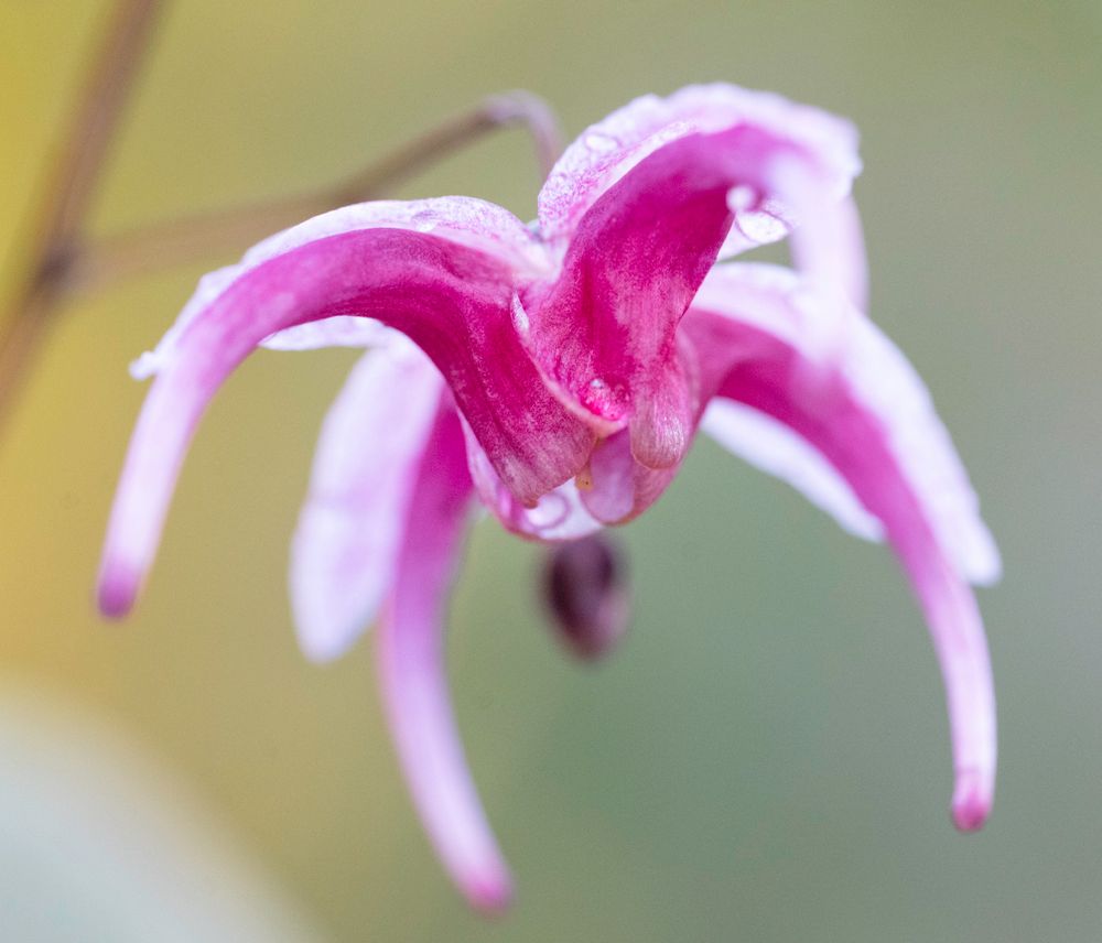 Epimedium 'Hot Lips' (flowering in the nursery).