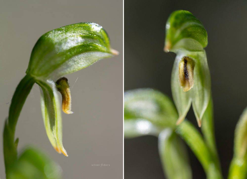Black-striped greenhood (Pterostylis melagramma) near Gipsy Point, East Gippsland, VIC. 