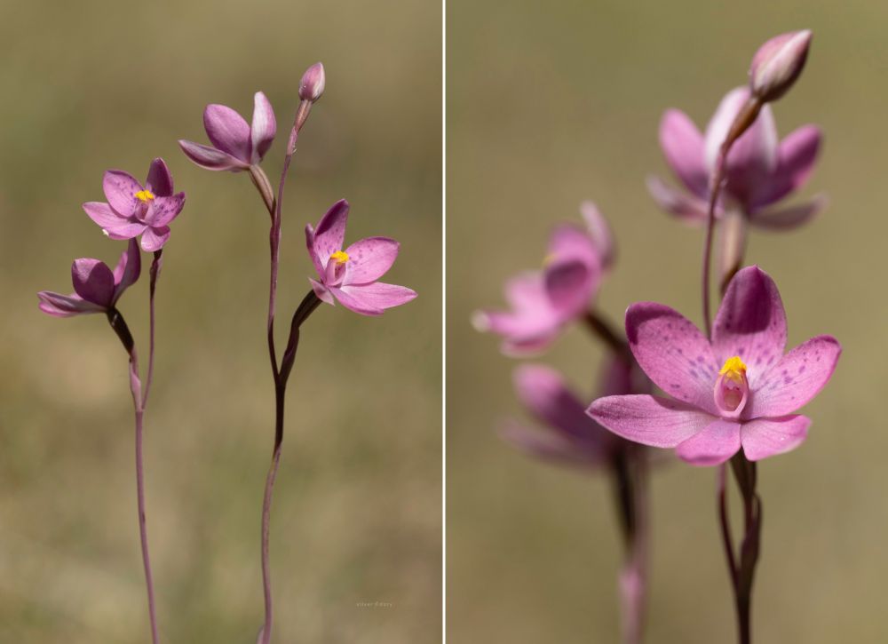 Crested sun orchid (Thelymitra x irregularis) near Genoa, VIC. 