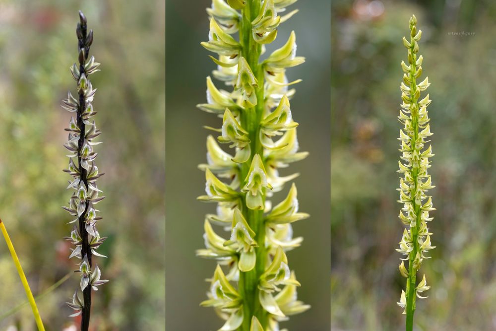Interesting tall leek orchid (Prasophyllum elatum) form with green stems + green/yellow flowers near Mallacoota, East Gippsland, VIC. 