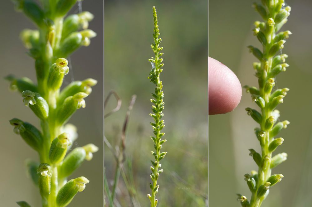 Roadside onion orchids (Microtis sp.) near Genoa, East Gippsland, VIC.
