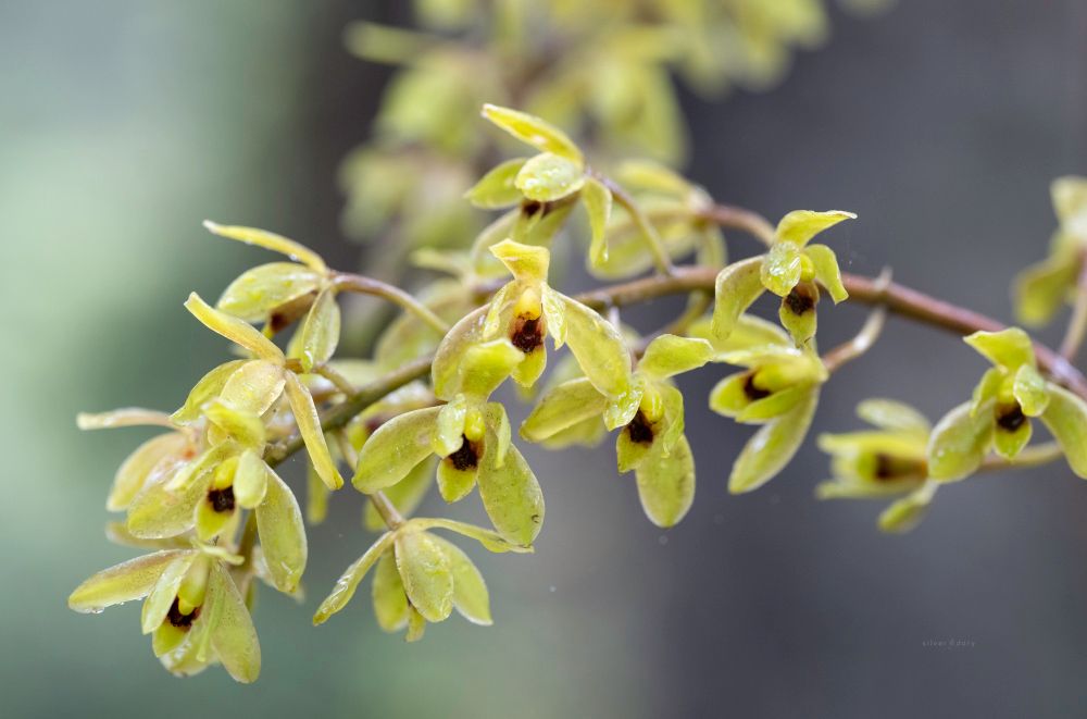 Cymbidium sauve (Grass-leaf Cymbidium / snake orchid) in the rain at Corunna, NSW.