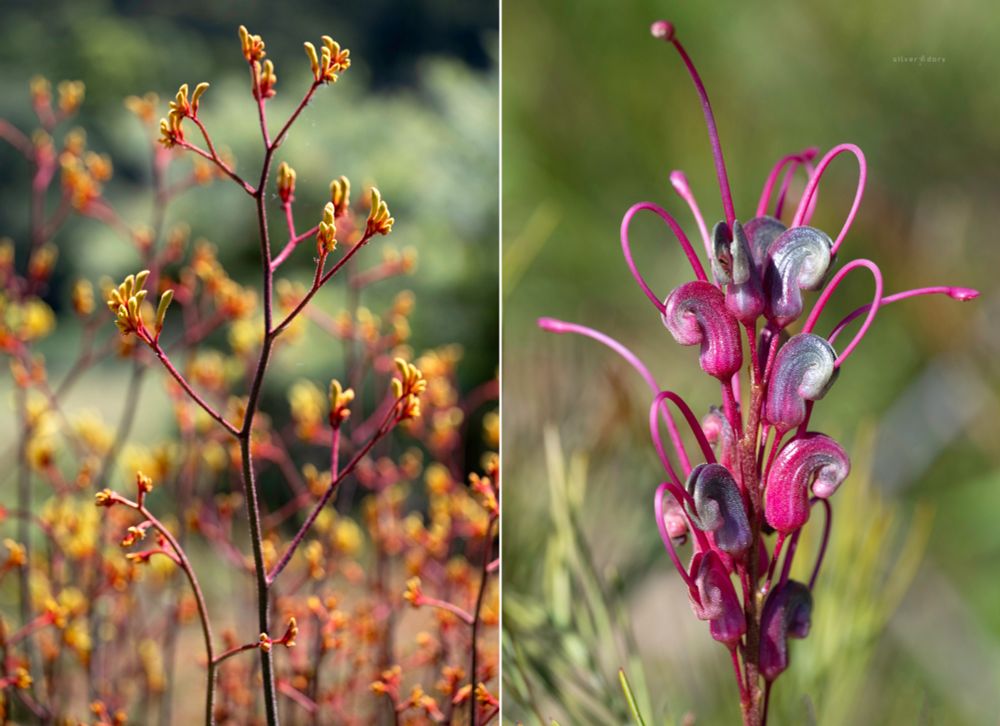 Kangaroo paws (Anigozanthos hybrid) and Grevillea plurijuga currently flying the flag for WA flora in the Corunna, NSW garden.