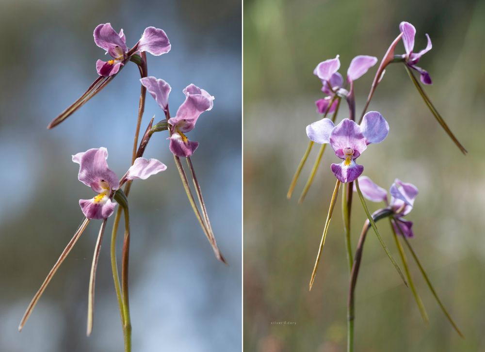 Probably the best purple donkey orchids (Diuris punctata) I saw this spring near Genoa, East Gippsland, VIC.