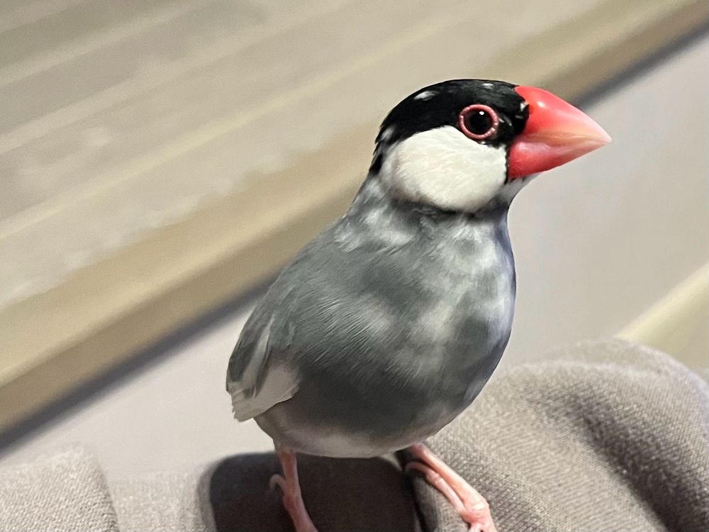 さくは男の子。