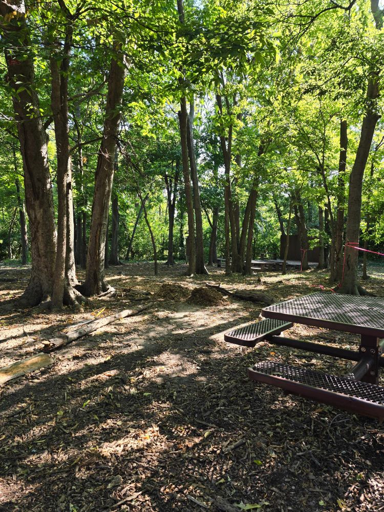 Woods with trees and sunbeams facing together