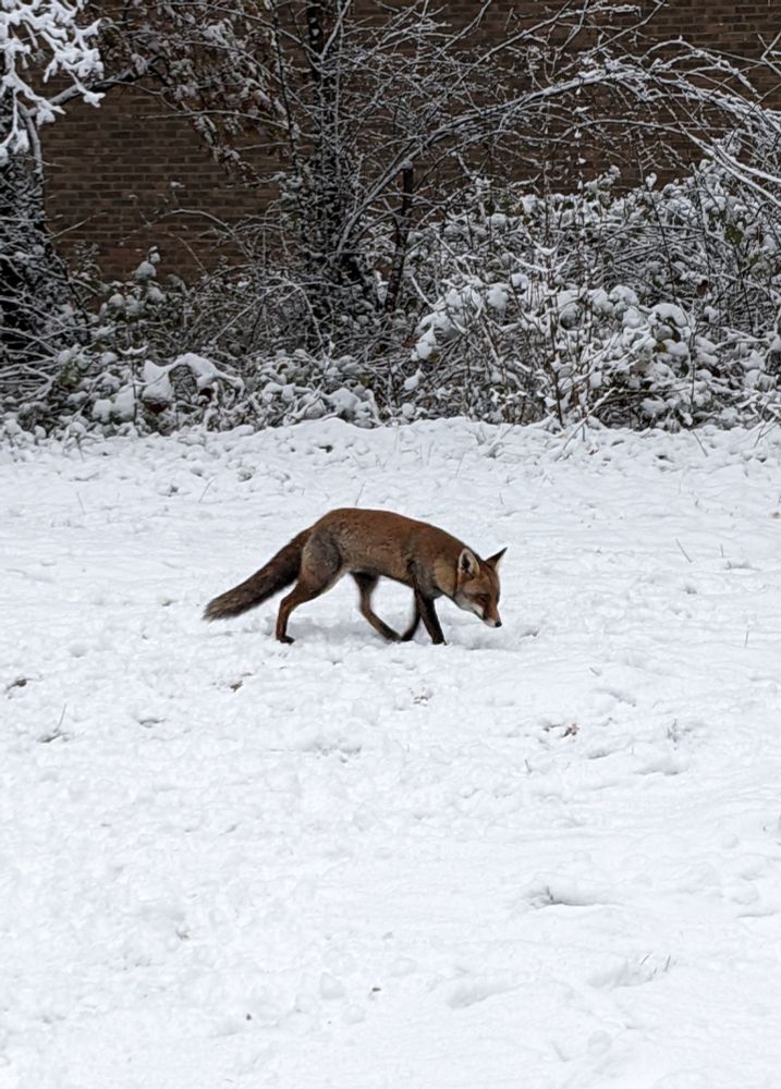 a fox walking from left to right, nose towards the snowy ground, snowy blackberry hedges and trees in the background. A sense of hush because of the snow