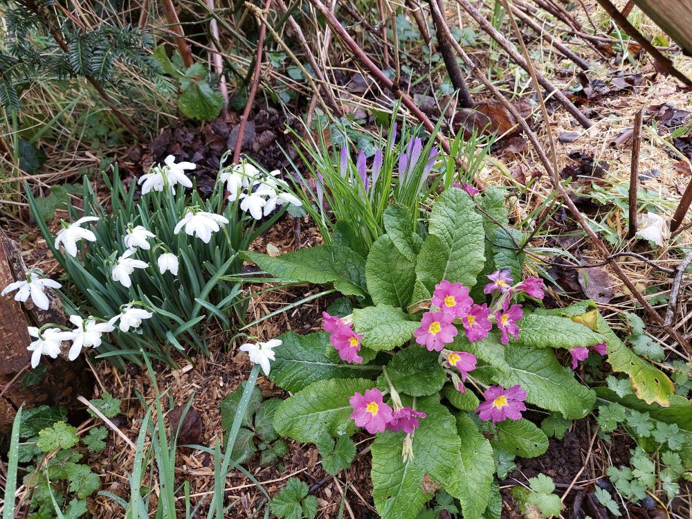Early spring group of flowers - double snowdrops on left (15 flowers), closed purple spikes of crocus flowers centre top (7) & dark pink primroses (13) with yellow centres front right