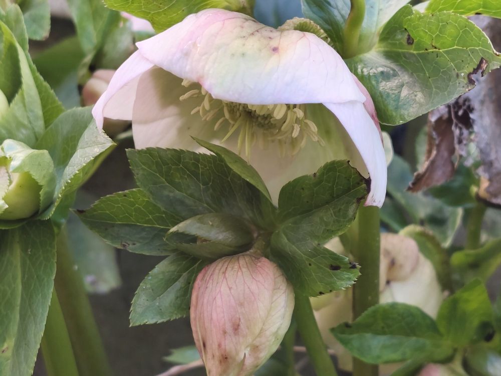 Close-up of Hellebore flower open & facing downwards, & a closed bud in the foreground, both a dull light pinky green colour. Other buds nestle amongst shiny green foliage. 