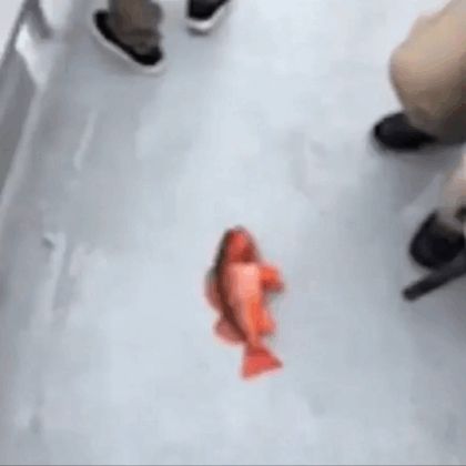 a red fish lying on the floor