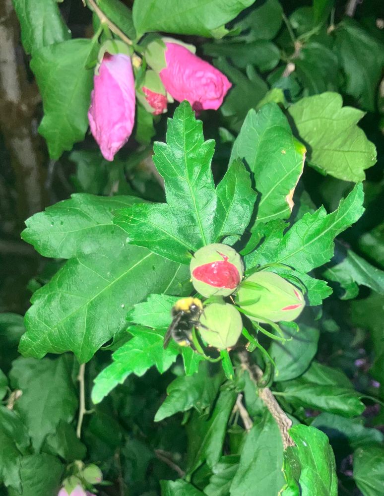This night-owl bumble bee has yet to select his room for the night. The fuzzy black and yellow bee is clutching one of a trio of unopened hibiscus blooms-to-be. The bright pink tips of one of the nearly-blooms is visible, as well as the bright green leaves. 