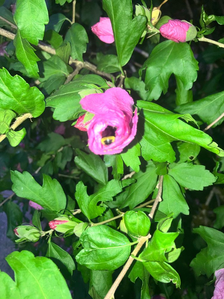 A fuzzy yellow and black bumble-butt sticking out of a closed pink hibiscus blossom, with bright green leaves behind.

Makes a lovely petal sleeping bag. I hope my guest didn’t mind the flash! 