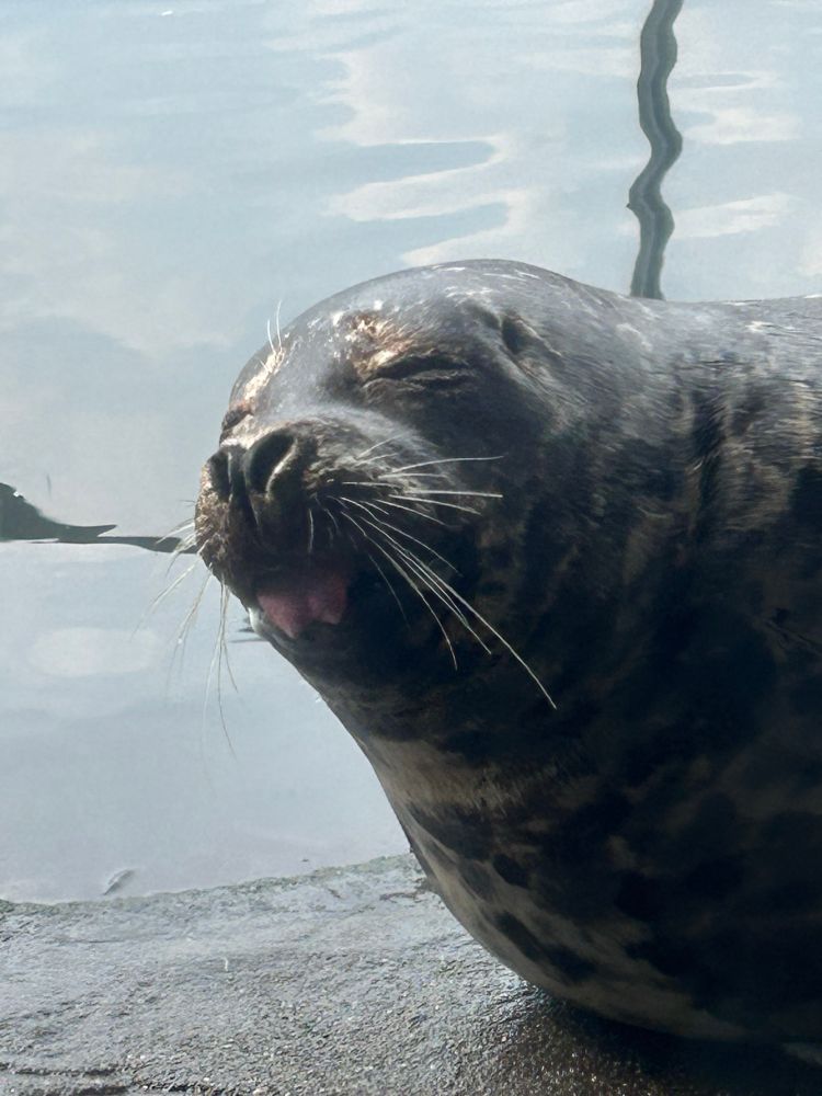 A dappled harbor seal (or: sea puppy) basking in the sun mid-blep. His eyes are closed and his tongue is bubblegum pink. He is a good boi. 