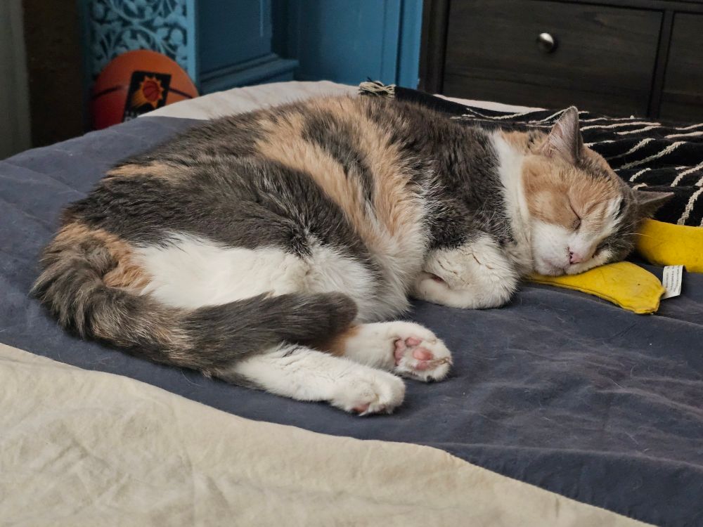A calico cat sleeps on a bed with their head resting on a catnip banana