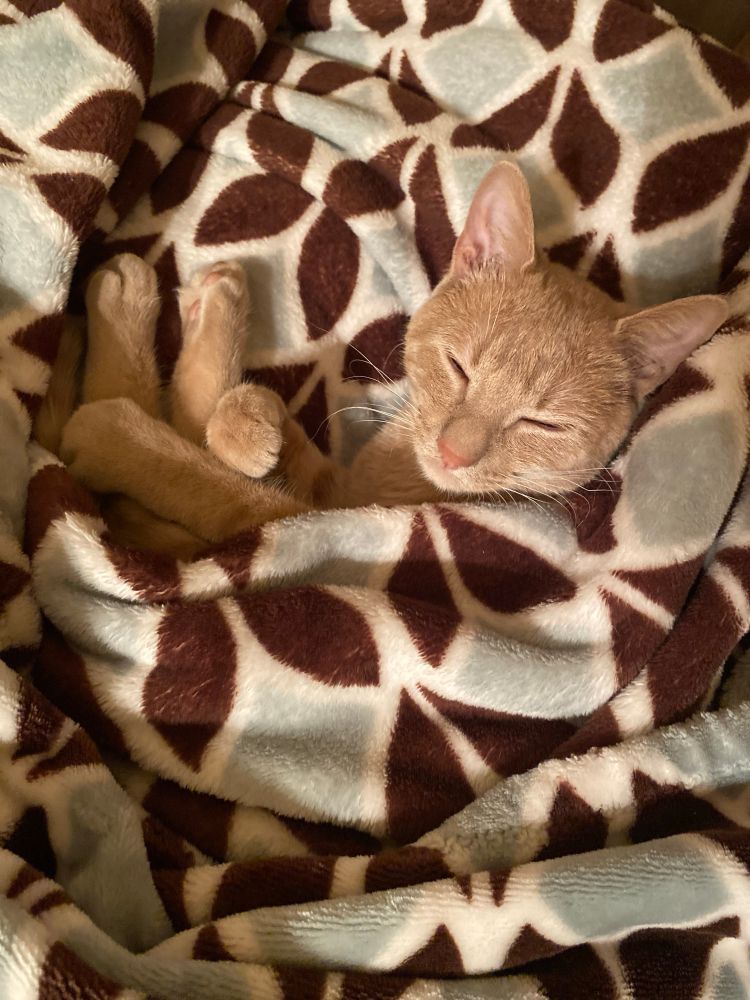 Small orange cat wrapped in a blanket, sleepily looking at the camera 