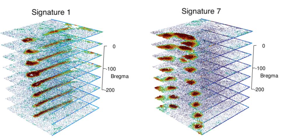 NNMF factor 1 and factor 7 across the 3D aligned brain slices.