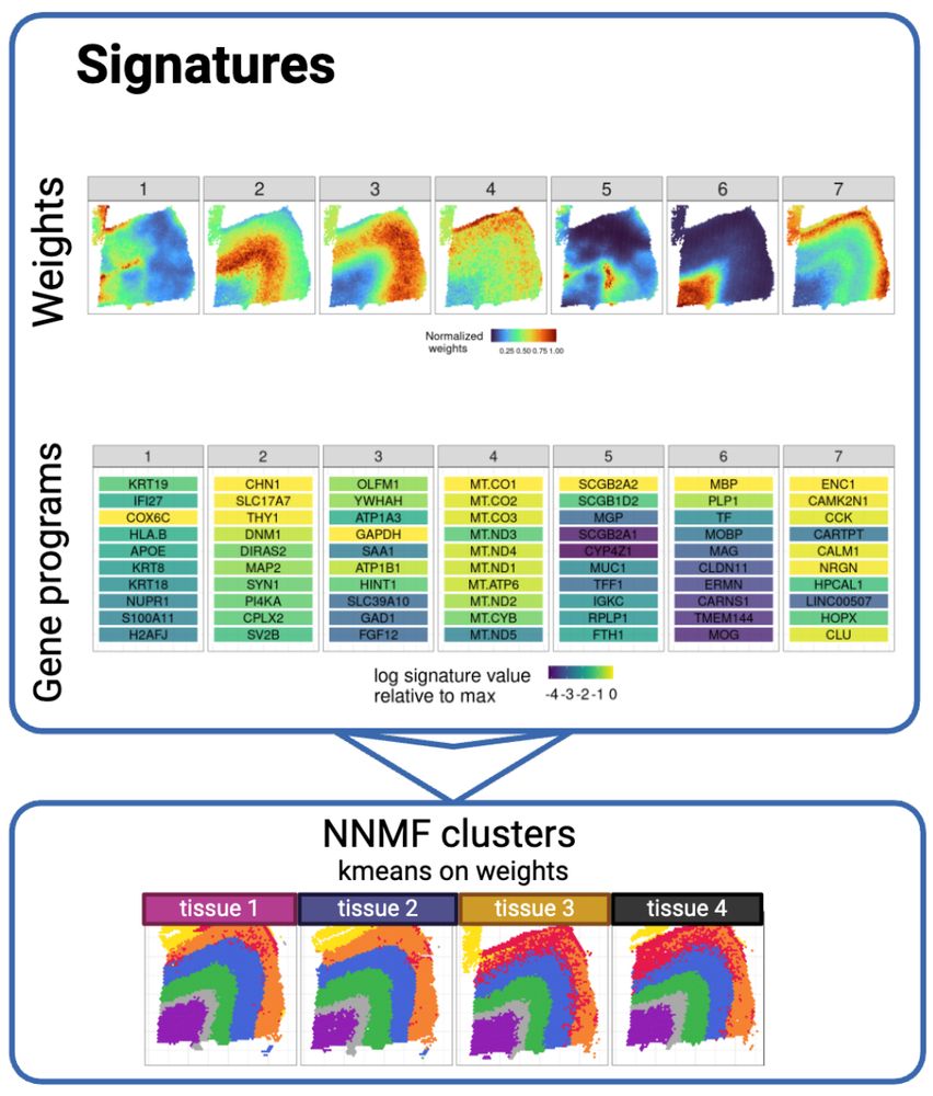 example of factor weights on mouse brain sample, and the gene programs that define each factor. Then we use K-means to built a hard clustering.