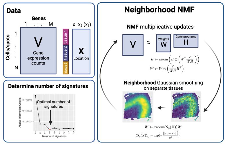 Graphical description of Neighborhood NMF, including its input and how we determined the number of factors.