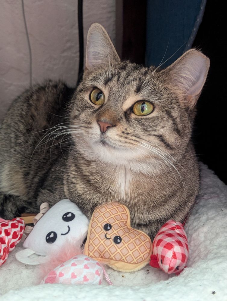 Calypso, my brown stripey cat, is laying on a white Sherpa bed. In front of her are valentine cat toys, some pink and red mice, a heart waffle, and a coffee cup.