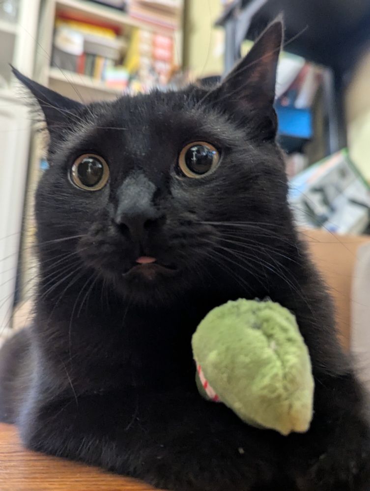 My black cat Nyx holding a stuffed pickle cat toy. Her eyes are wide looking at the camera and her tongue is stuck out in an adorable 'blep'.