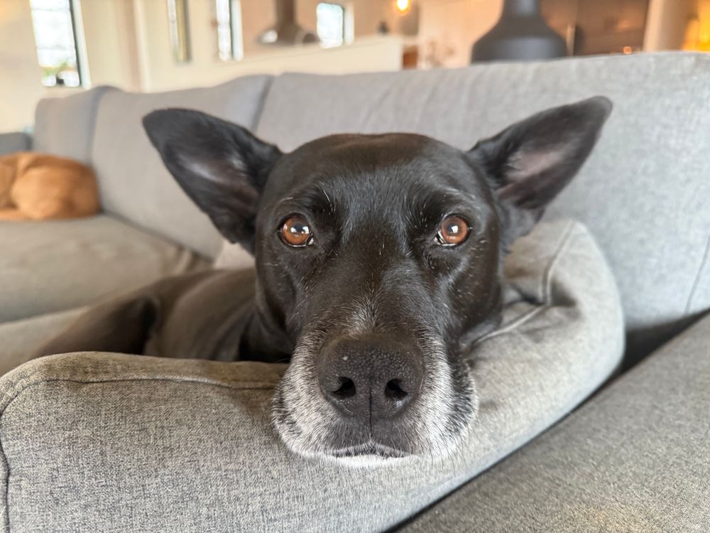 Black dog with his head on the couch arm, looking straight at the camera. Some white around the muzzle but that’s coloration, not age.
