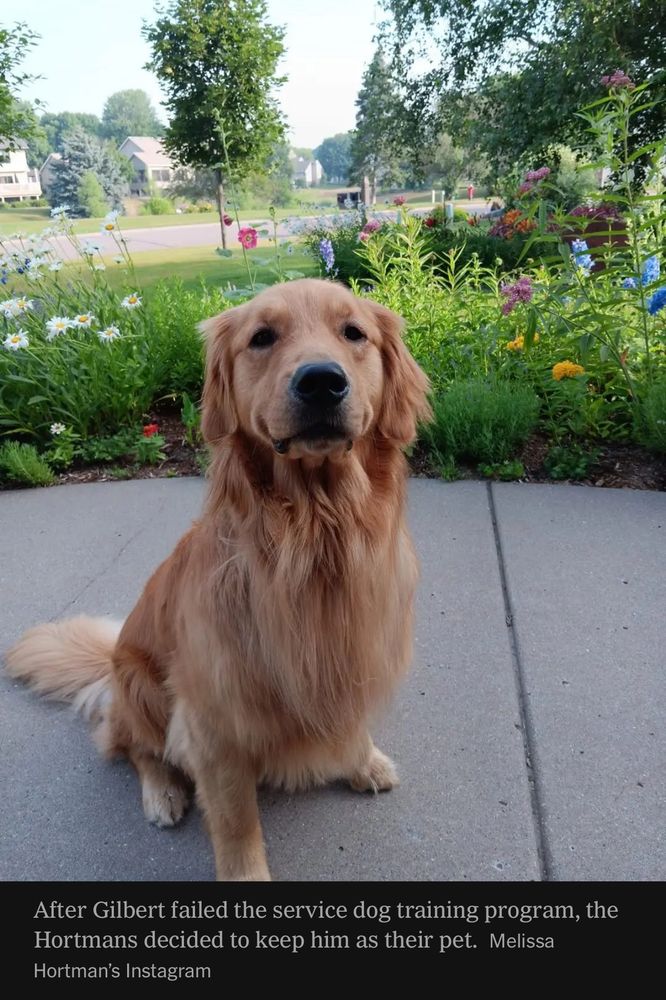 a photo of an adorable golden retriever with the caption: After Gilbert failed the service dog training program, the Hortmans decided to keep him as their pet.