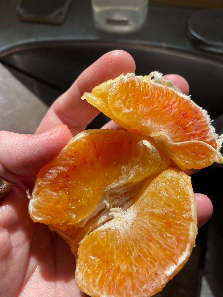 Hand holding peeled slices of fresh orange. 
