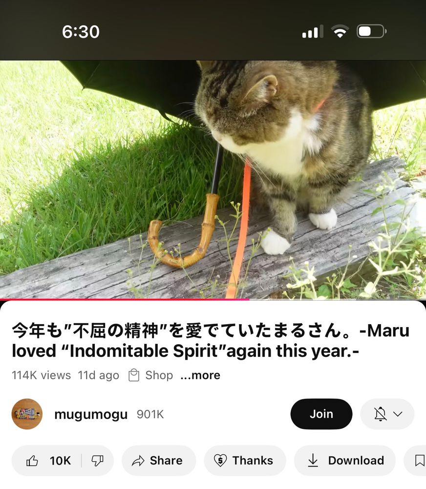 ￼ a screenshot of a video of Maru the cat sitting on a log with 114,000 views