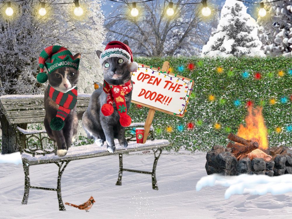 Pixie and Coco, two cats, are in their Christmas attire sitting on a snow covered bench.