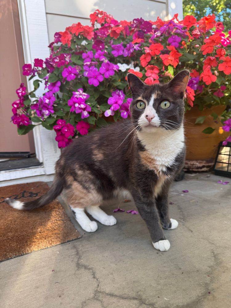 Pixie, a Calico cat, spots a bird