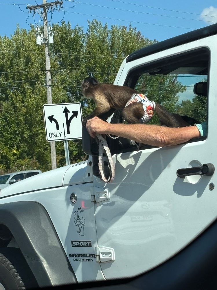 A monkey in a diaper holding onto the front left window of a jeep wrangler 