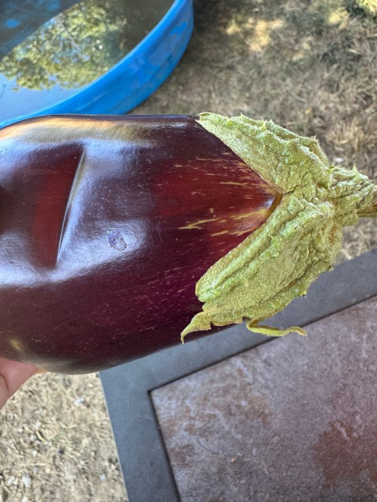 Eggplant with its spiky top highlighted 