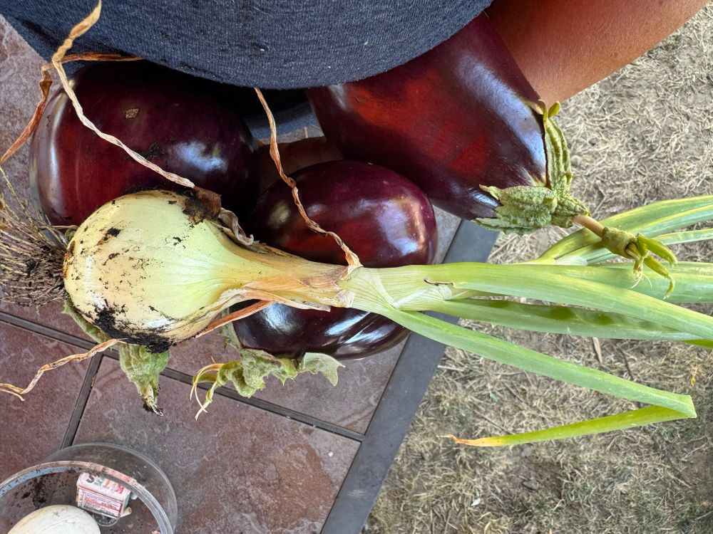Eggplant and onion harvest is held in the hands of a short woman with tan skin above a patio table 