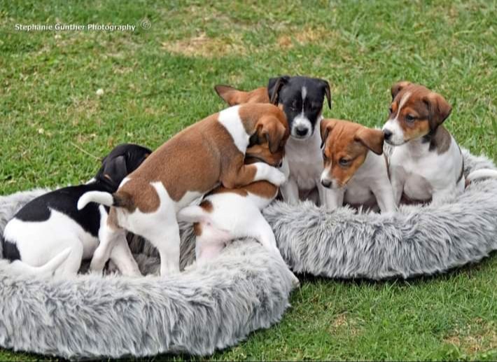 Six 6 week old Jack Russell Terruer/Fox Terrier cross puppies sitting across two dog beds. Two are wrestling playfully