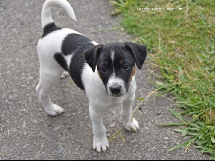 A cute six weeks old Jack Russell /Fox Terrier standing looking at the camera