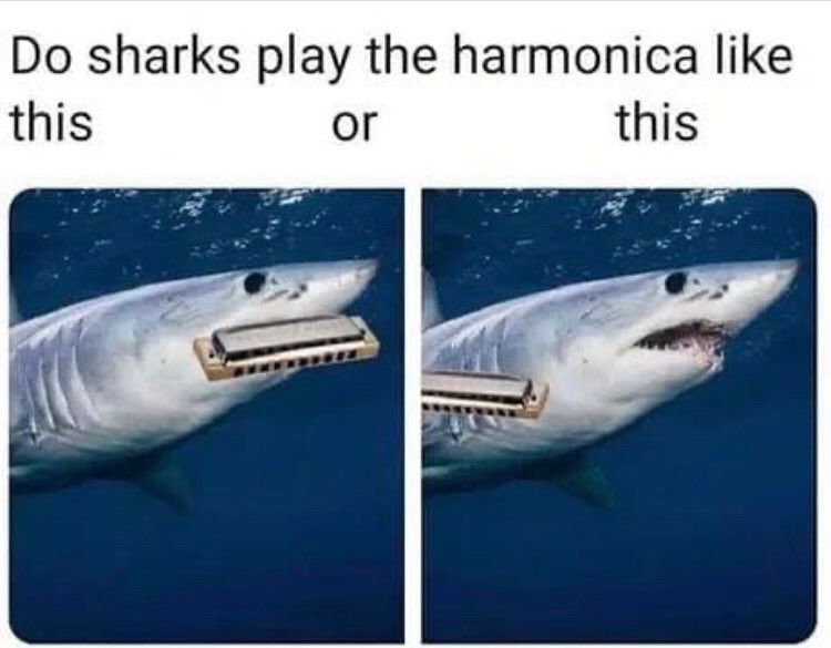 Meme that says do sharks play harmonica like this or like this with two pictures of sharks. One has the harmonica in its mouth, the other has it on its gills.