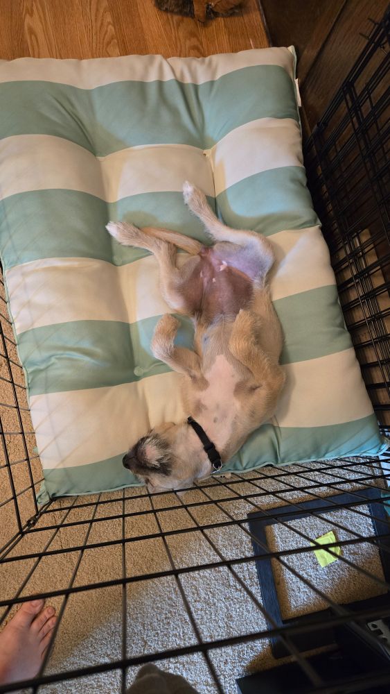 Fawn colored short-haired terrier mix puppy with a scruffy black mouth, asleep out on a cushion. She's flat on her back with paws curled in the air and neck bent to one side so she's J-shaped