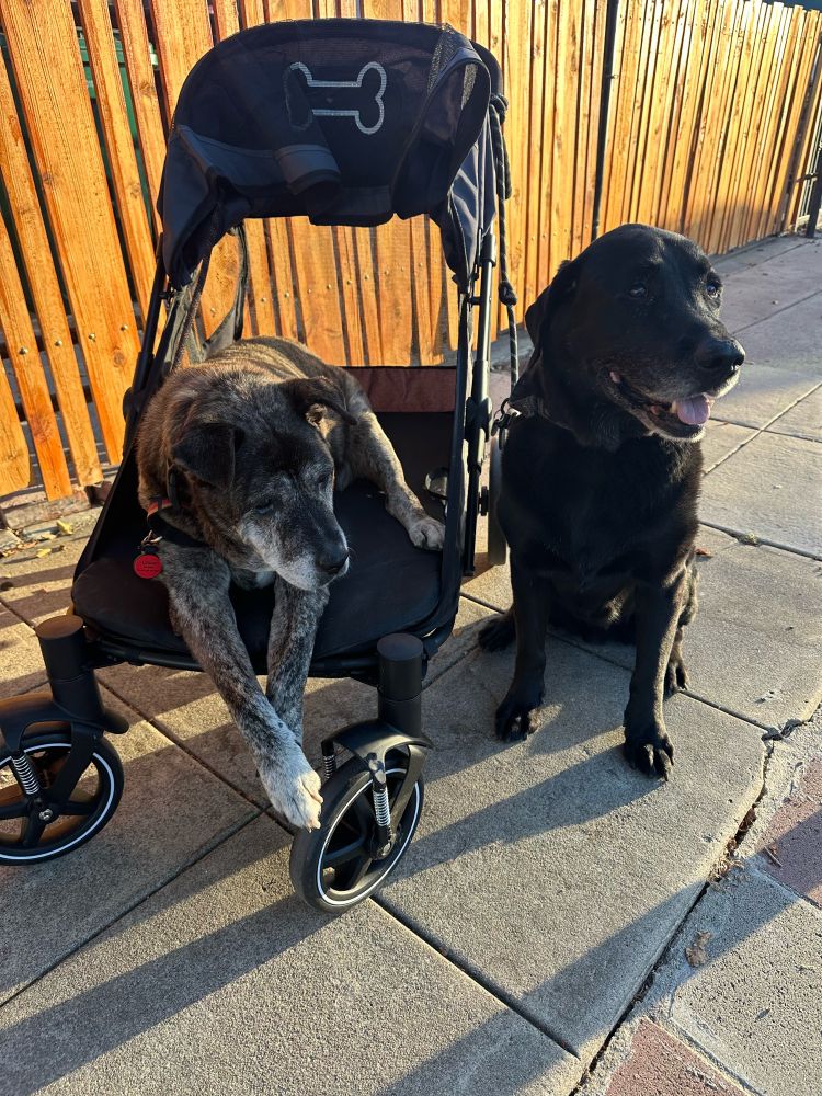 Chico (in the stroller) and Harlow out for a neighborhood stroll and walk!