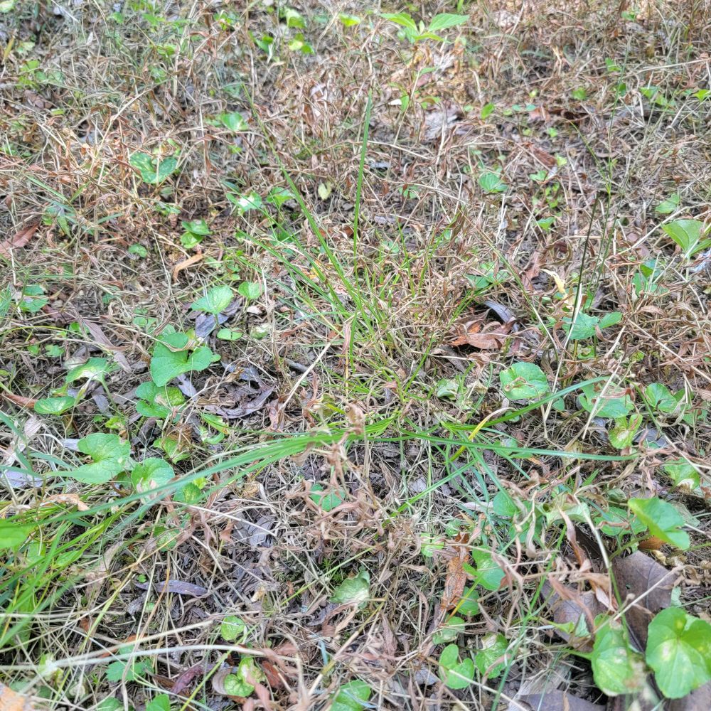 Close up where you can see dead stiltgrass but poverty oatgrass and violets are fine.