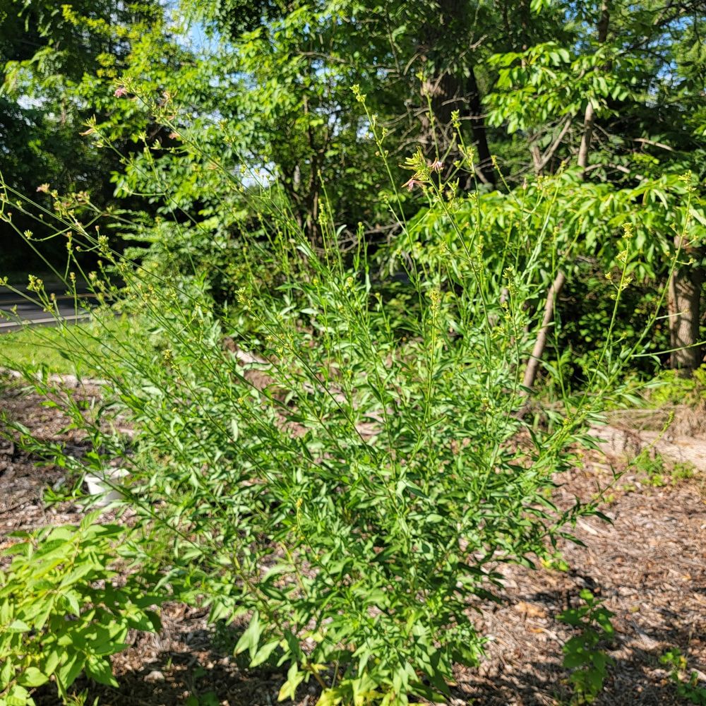 Tiny pink blooms visible on Oenothera gaura, growing in a bed covered in wood chips with other young plants nearby. Behind is the neighbor's property where trees and lawns going. 