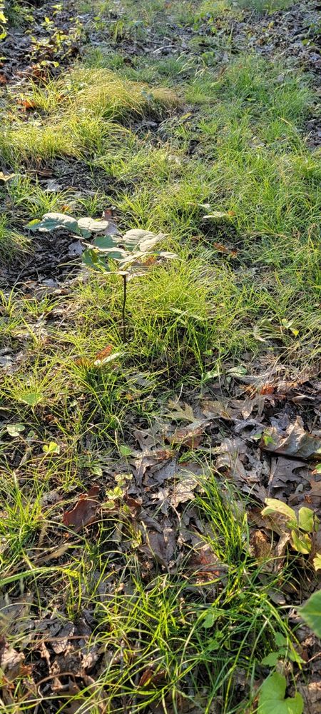 Carex albicans growing along a sunny woodland path