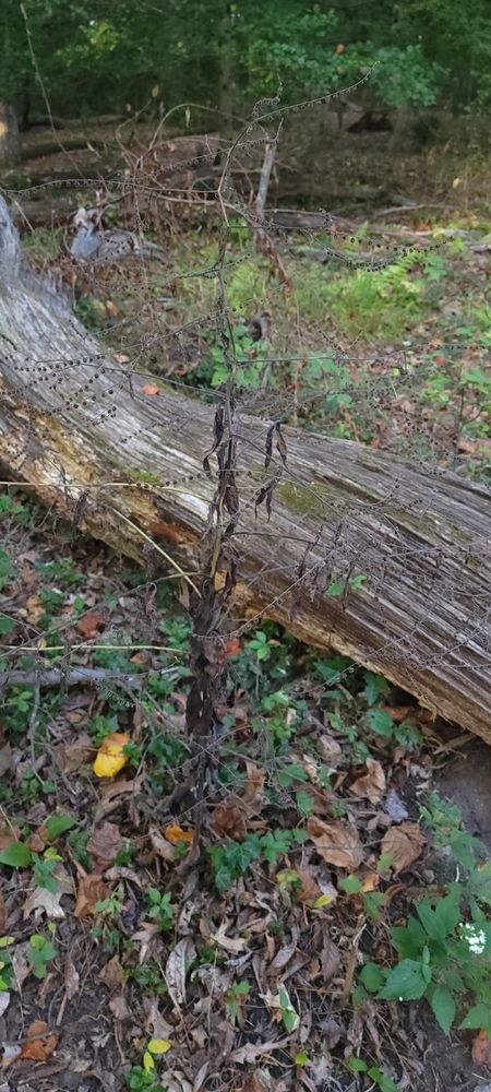 Dormant stickseed ornamented with velcro seeds that 3m would only dream of creating a product that matches this level of stickiness... Plants do it better.